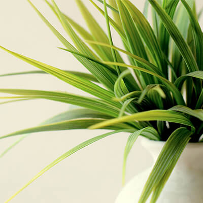 Give a green plant as a business gift